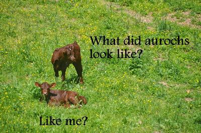 The Calfies Learn About Aurochs