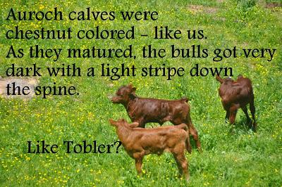 The Calfies Learn About Aurochs