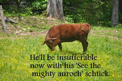 The Calfies Learn About Aurochs