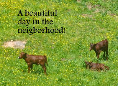 The Calfies Learn About Aurochs