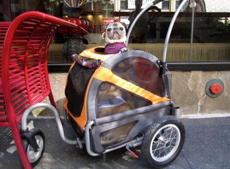 Top 10 Crazy Ways To Transport a Pug
