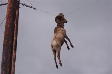 ram dangling from wire