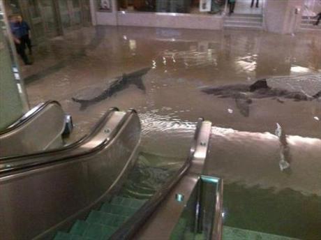 sharks swimming in mall