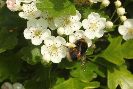 Buff-tailed Bumblebee Bombus terrestris and Hawthorn flower