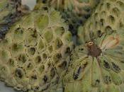 Benefits Uses Cherimoya Skin, Hair Health