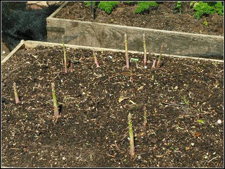 Building another raised bed