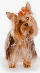 Pirates of Caribbean hero John Depp's terriers in trouble !