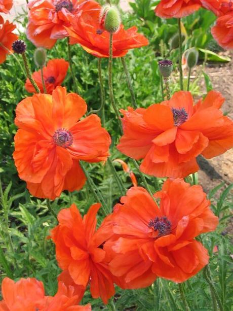 The secret to growing poppies