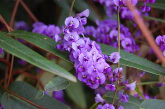 Hardenbergia violacea Flower (04/04/2015, Kyoto Botanical Garden, Kyoto, Japan)