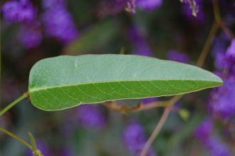 Hardenbergia violacea Leaf (04/04/2015, Kyoto Botanical Garden, Kyoto, Japan)