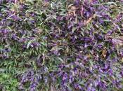 Hardenbergia Violacea