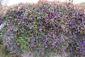 Hardenbergia violacea (04/04/2015, Kyoto Botanical Garden, Kyoto, Japan)