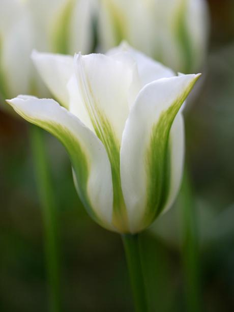 Viridiflora-Tulip-Spring-Green