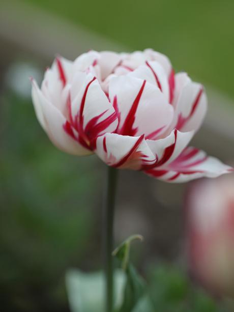 Tulip-Carnival-de-Nice