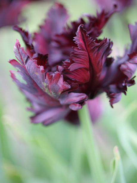 Tulip-Black-Parrot