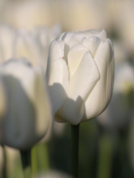 Triumph-Tulip-White-Dream.