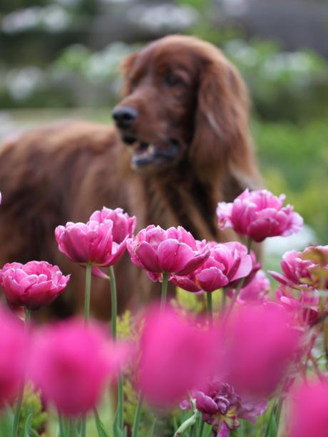 Tulip-Borders