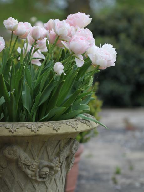 Tulip-Angelique-In-Container