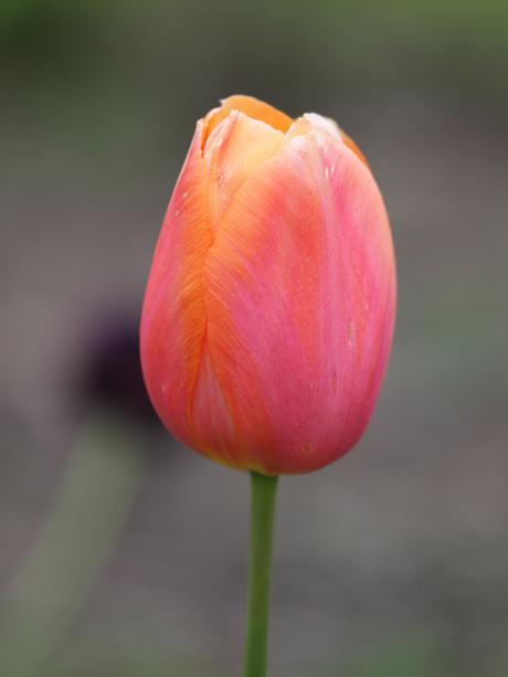 Darwin-Hybrid-Tulip-Apricot-Impression