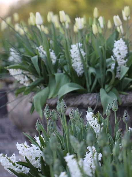 Tulips-Planted-With-Hyacinths