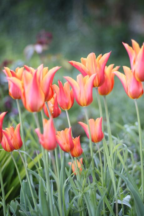 Lily-Flowered-Tulip-Ballerina