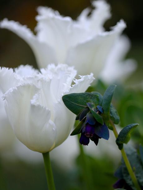 Fringed-Tulip-Swan-Wings.jpg