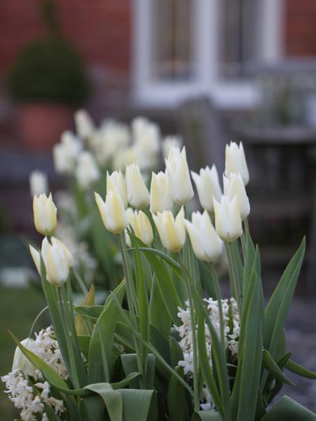 Lily-Flowered-Tulip-White-Triumphator
