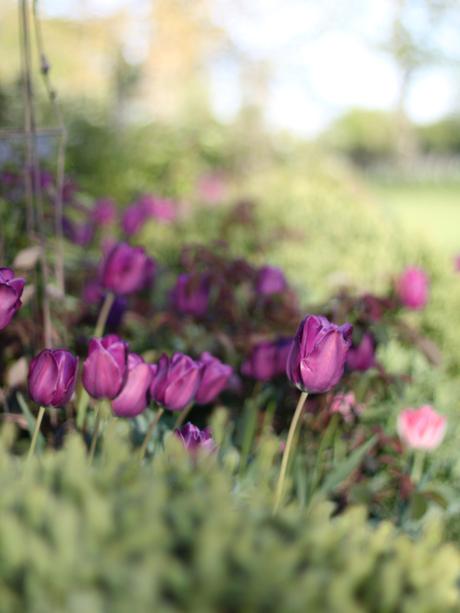 Tulip-Purple-Prince