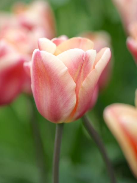 Single-Late-Tulip-Dordogne