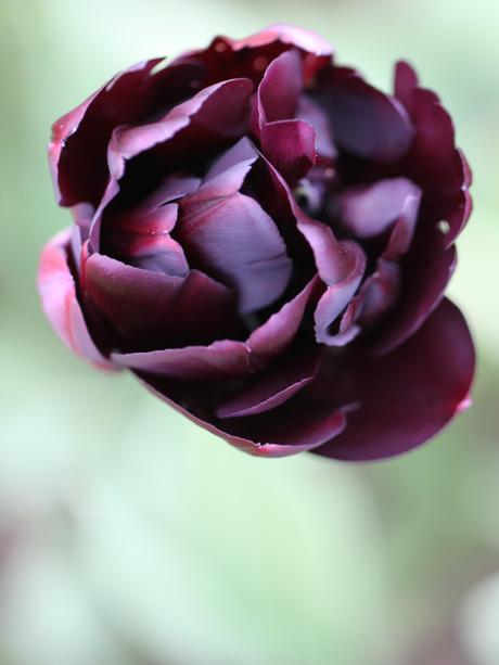 Double-Late-Tulip-Black-Hero