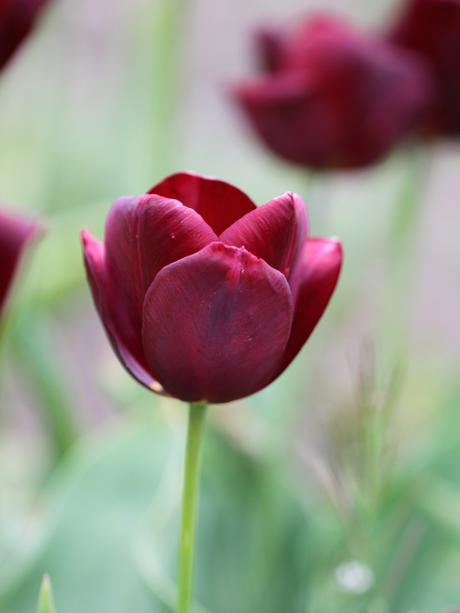 Triumph-Tulip-Jan-Reus