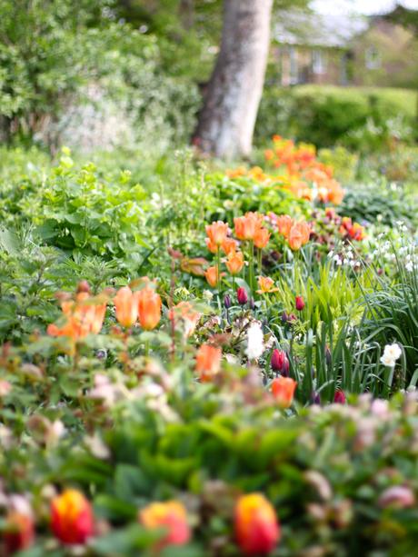 Tulip-Ballerina-Border