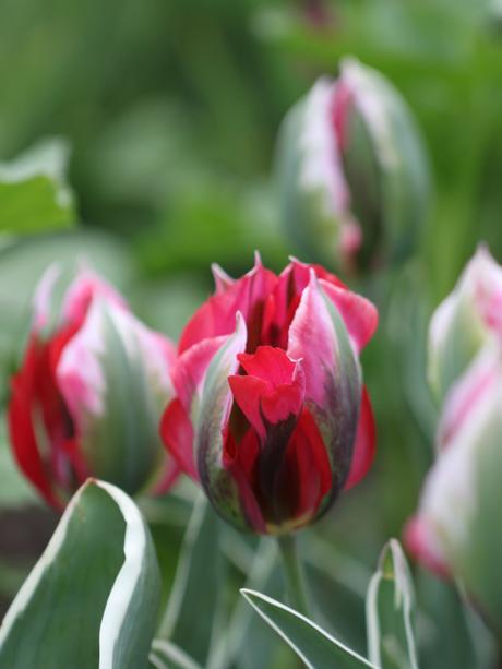 Viridiflora-Tulip-Esperanto