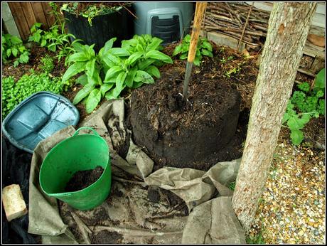Home-made compost