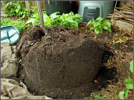 Home-made compost