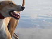 Horden Beach Lurcher Zoomies