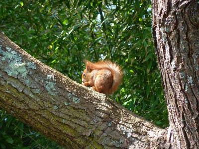 Red Squirrel Isles of Scilly