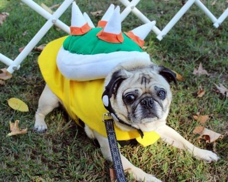 Top 10 Animals in Bowser Fancy Dress Costumes