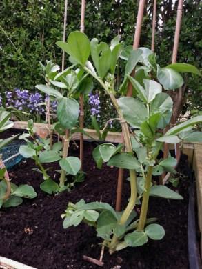 Forget-me-Not Garden – May Update