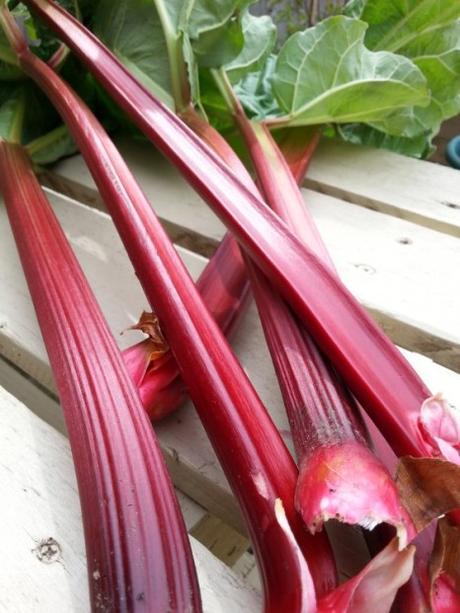 Forget-me-Not Garden – May Update