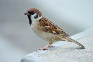 800px-Tree_Sparrow_Japan_Flip