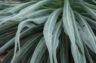 Echium wildpretii Leaf (04/04/2015, Kyoto Botanical Gardens, Kyoto, Japan)