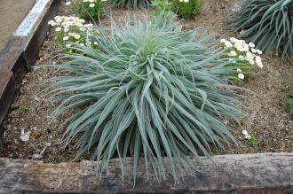 Echium wildpretii (04/04/2015, Kyoto Botanical Gardens, Kyoto, Japan)