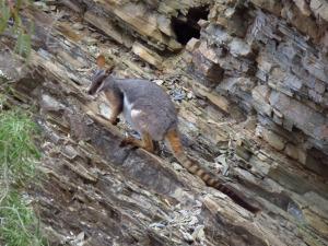 yellow-footed rock wallaby (Petrogale xanthopus). © D. García-Bellido
