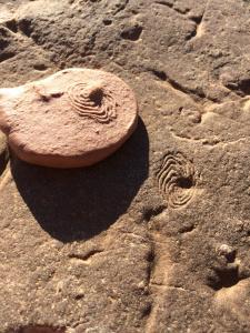 One of my favourite Ediacaran fossils, the aptly named Eoandromeda. © CJA Bradshaw