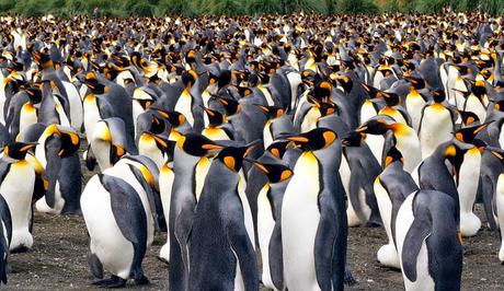 ANTARCTIC CRUISE, Part 2: Falklands to South Georgia, Guest Post by Owen Floody