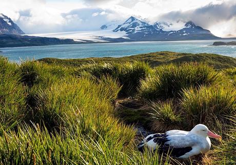 ANTARCTIC CRUISE, Part 2: Falklands to South Georgia, Guest Post by Owen Floody