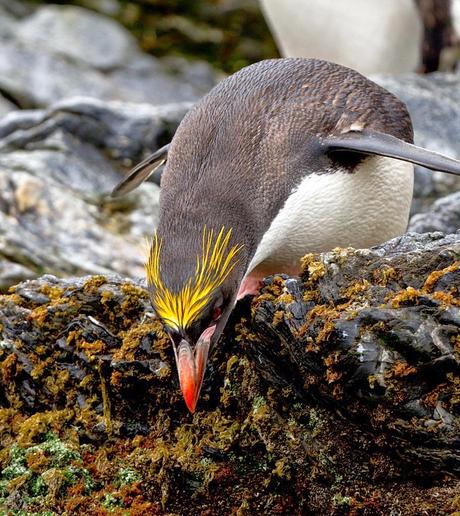 ANTARCTIC CRUISE, Part 2: Falklands to South Georgia, Guest Post by Owen Floody