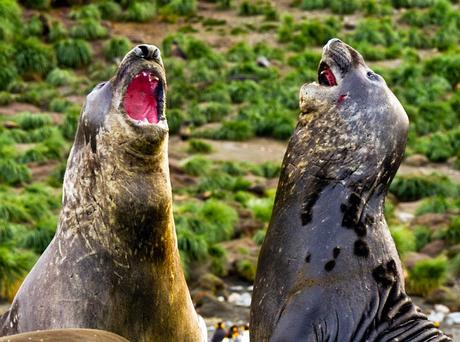 ANTARCTIC CRUISE, Part 2: Falklands to South Georgia, Guest Post by Owen Floody