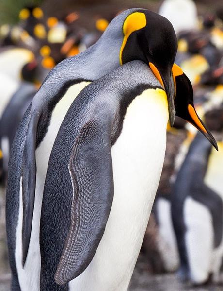 ANTARCTIC CRUISE, Part 2: Falklands to South Georgia, Guest Post by Owen Floody